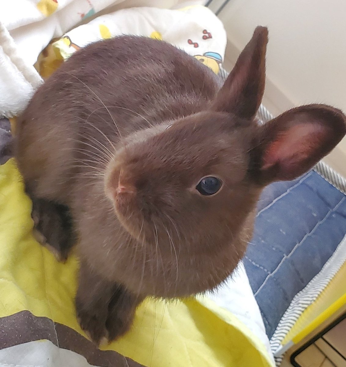 しじみ(🐇はあずきです) tweet media