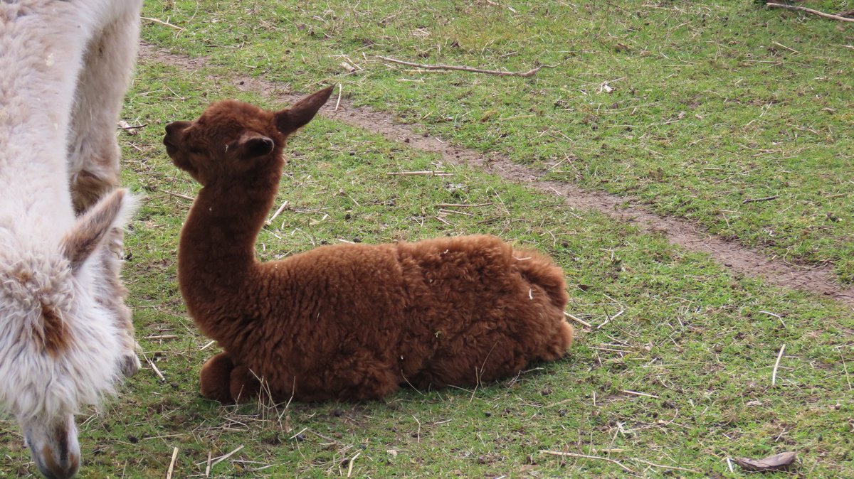 MvStuijvenberg1's tweet photo. Een zeer jonge #Alpaca met Moeders.
Er lopen 2 van die witte Alpaca's, dus ik zeg verbaasd, wat grappig dat die kleine bruin is.
De verzorgster; maar de vader is bruin, moeders is gedekt door een ander. Die 2 witte hier zijn vrouwtjes.
#WistIkVeel 😂
#VandaagGemaakt #StadsSafari https://t.co/blBfWrAN2R