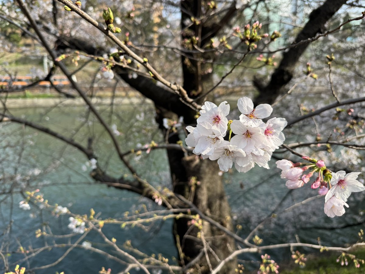 鳥トマト🦉🍅Tomato Tri tweet media