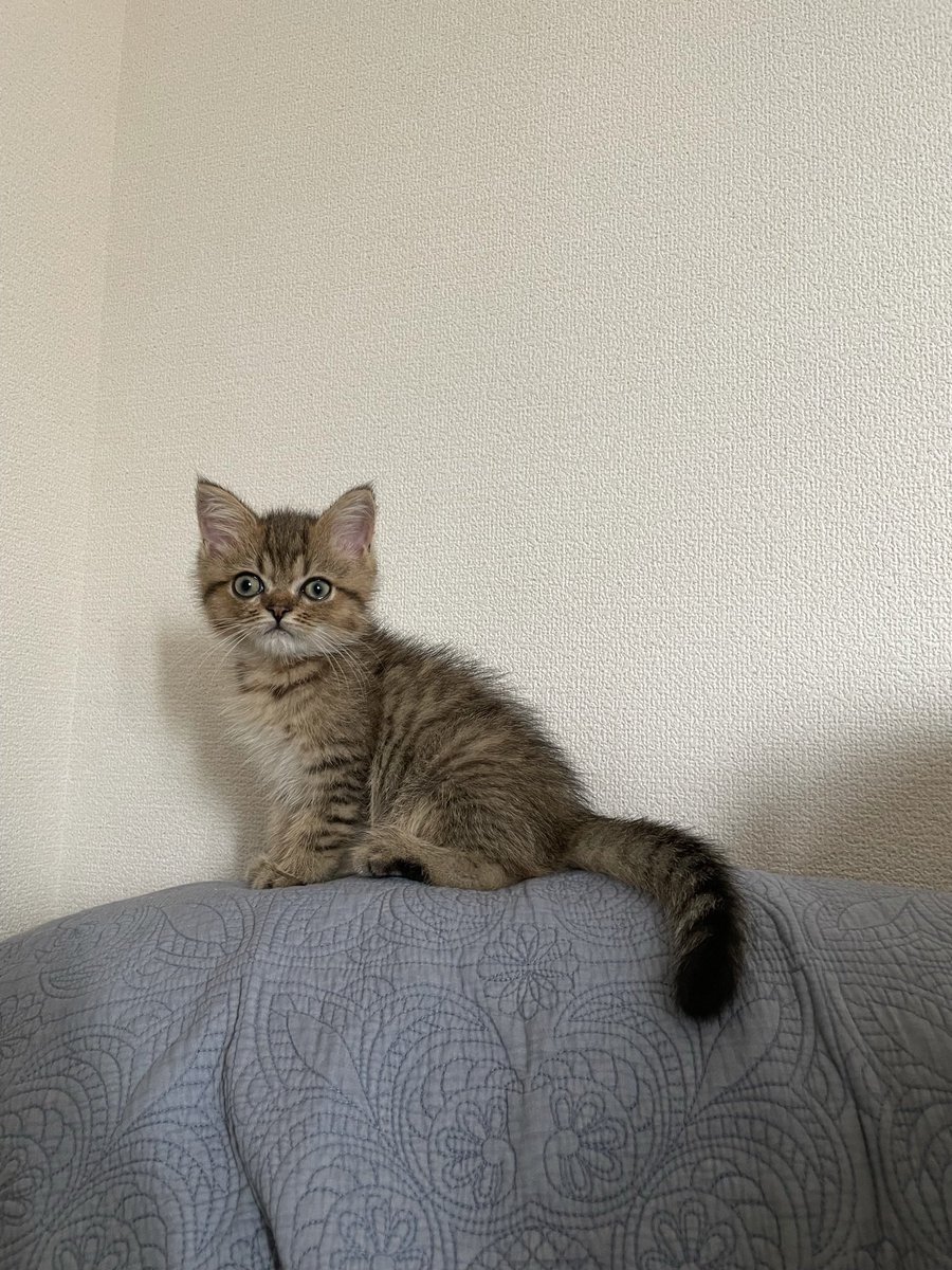 ミヌエットのモペットちゃん tweet media