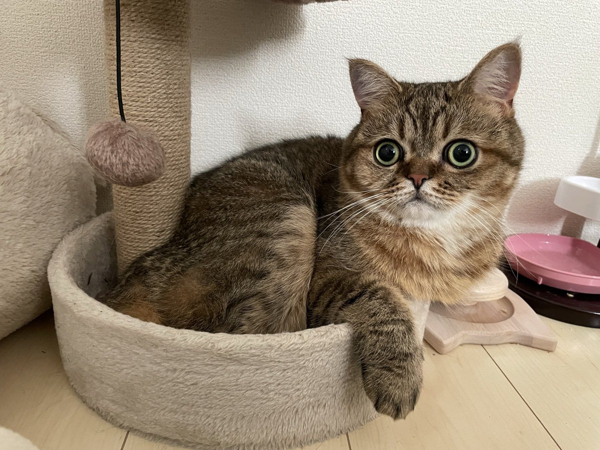 ミヌエットのモペットちゃん tweet media