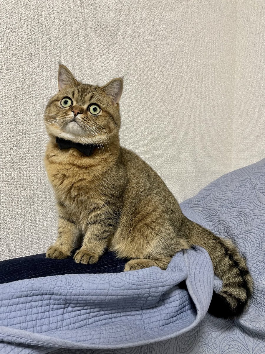 ミヌエットのモペットちゃん tweet media