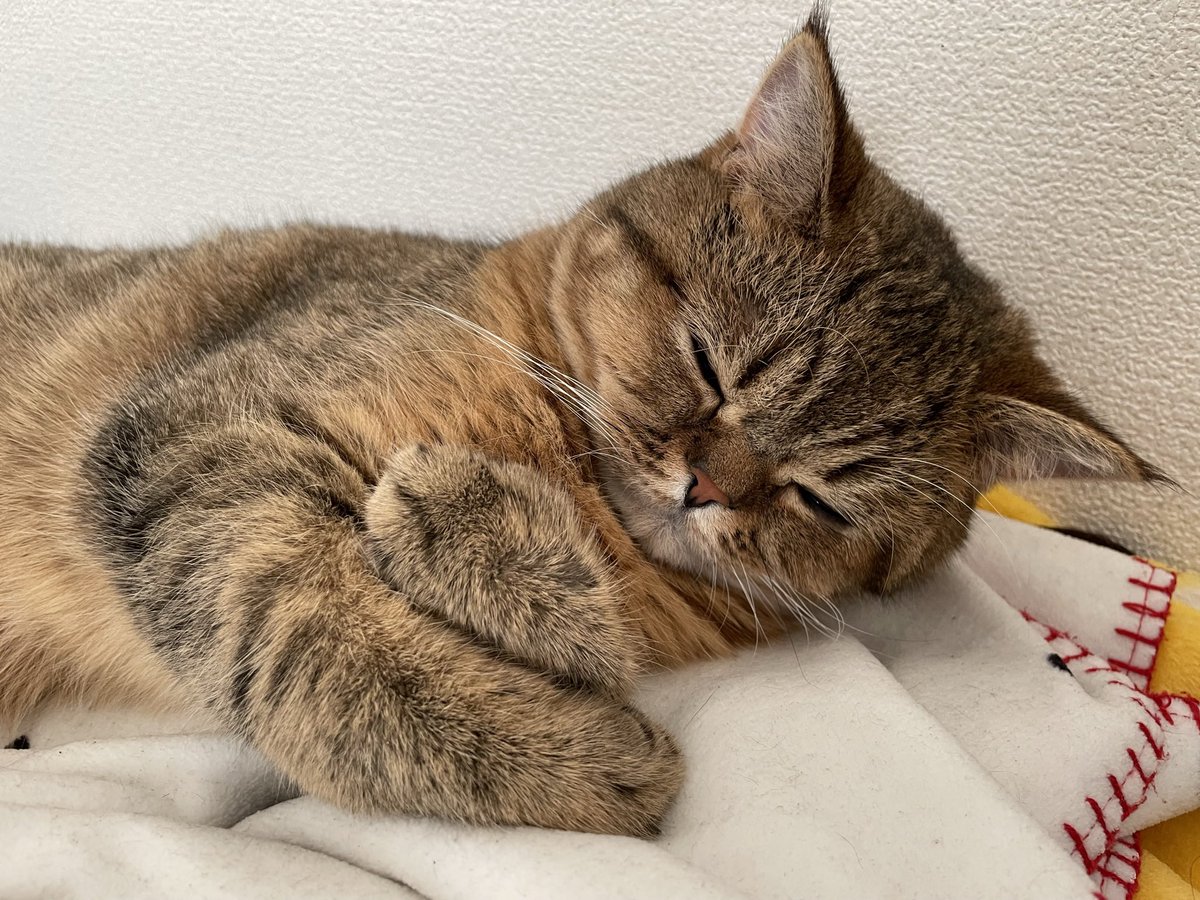 ミヌエットのモペットちゃん tweet media