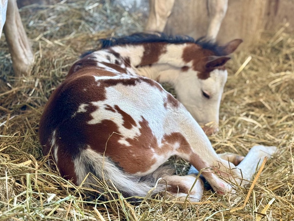 【公式】アオラキfamily tweet media