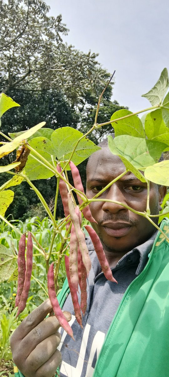 AbiluTangwa's tweet image. Bees = life! 🐝 They pollinate plants that produce our food. No bees, no fruits, no future. Reduce pesticide use &amp;amp; plant wildflowers to protect them. 🌼🌎 #PollinatorPower #SaveBees