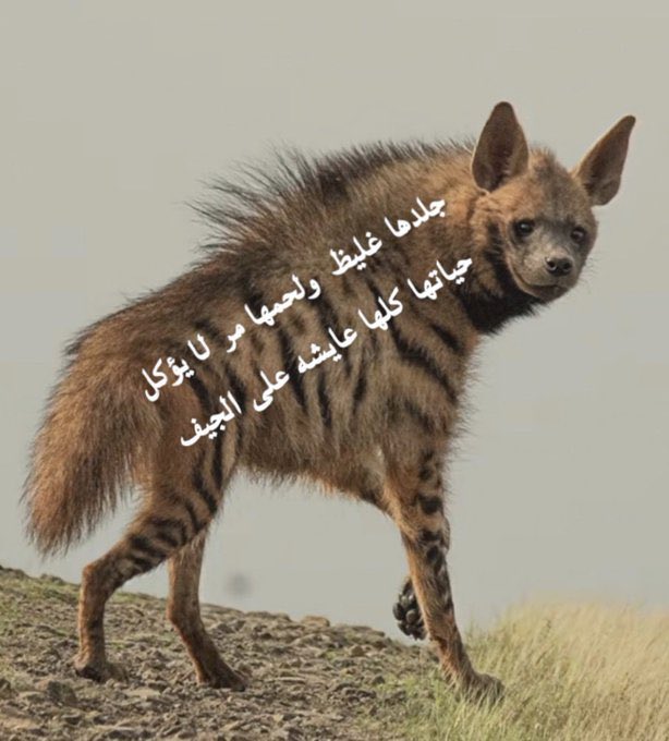 ابو محمد tweet media