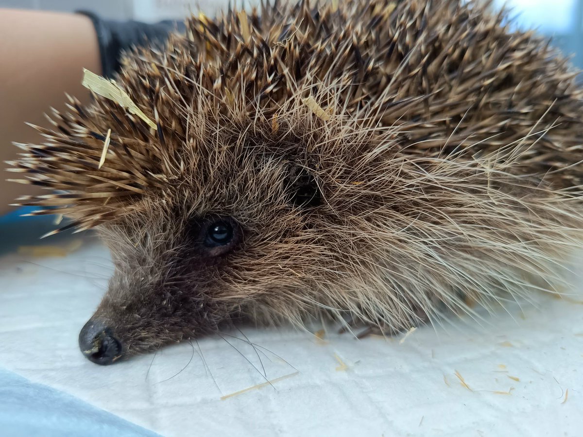 Holborough Hedgehogs tweet media