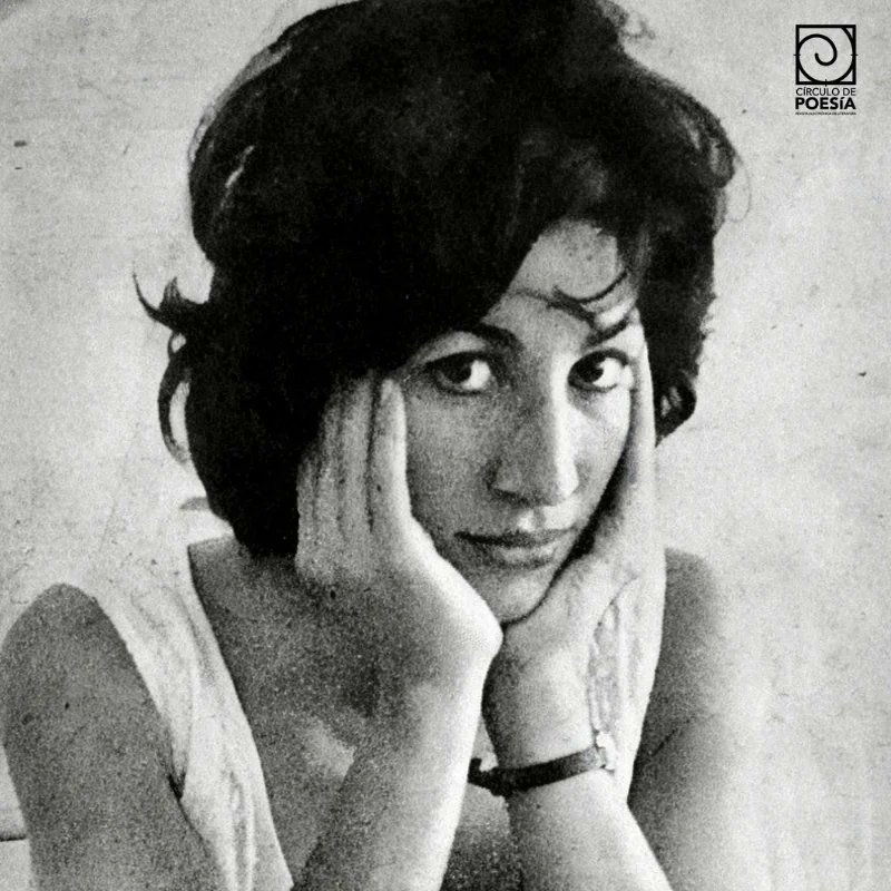 El Descompresor tweet media