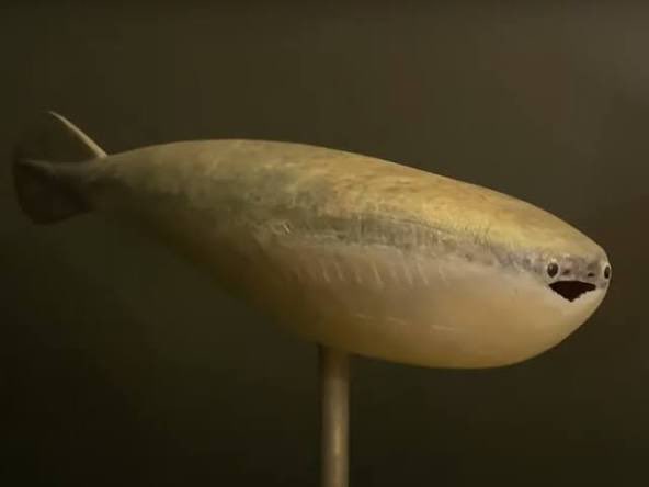 どらぴす🎑 tweet media