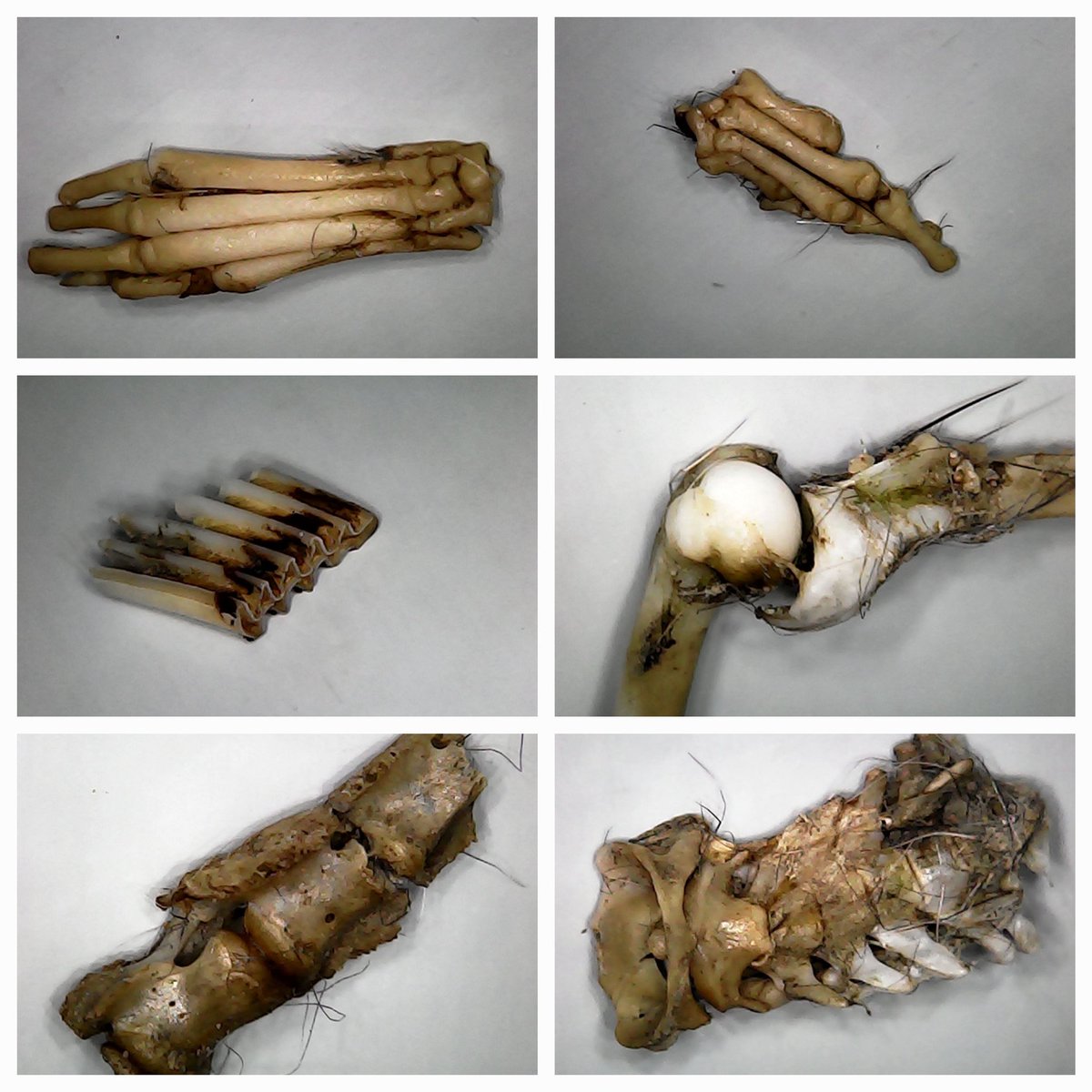 Inese Zepa tweet media