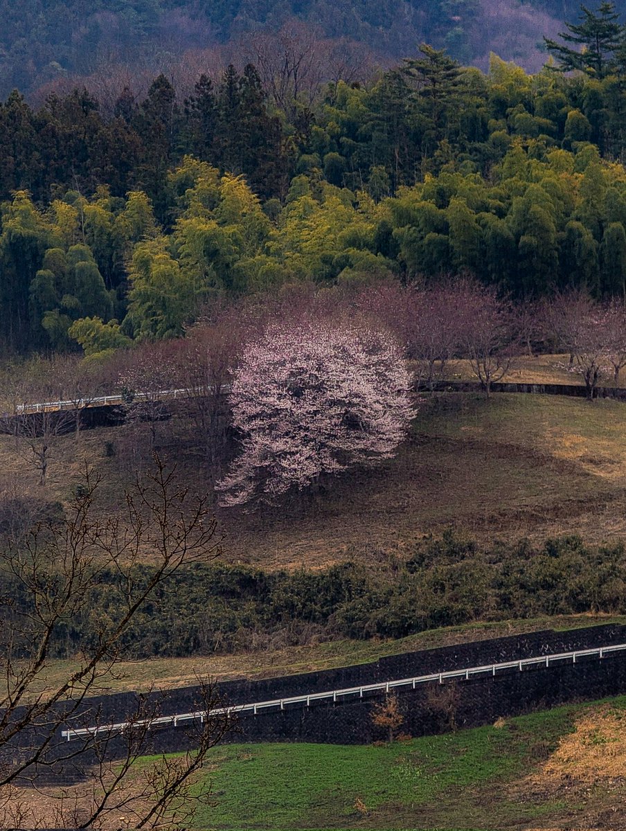 あっさらしい～！ tweet media