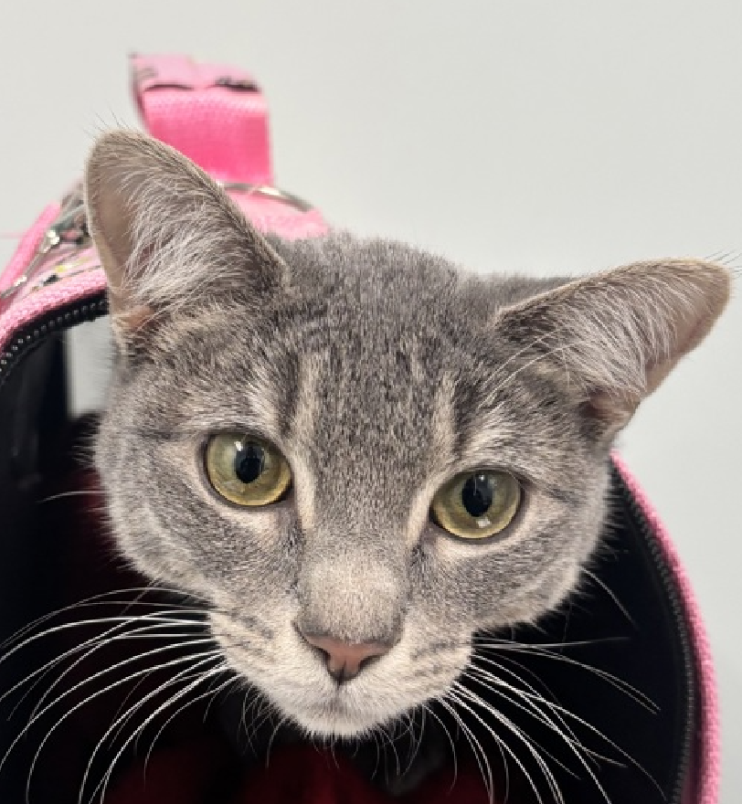 JLthekid9999's tweet photo. ๐๐ LU LU LUNA (ID 250352), 1 YO, FEMALE โ IN QUEENS ACC - came into the shelter as an owner surrender on 3/23/2026, with the surrender reason stated as person circumstance- landlord won't allow. ๐๐ ๐ฟ ๐ฟ ๐ฟ ๐ฟ
โก๏ธTBD 4/2/26
โก๏ธ JUTS A BABY โ BEGINNING LIFE
โก๏ธ NEW HOPE PARTNER RESCUE ONLY
โก๏ธ TOO LOW ON PLEDGES TO STIMULATE RESCUE INTEREST
โก๏ธ ๐๐ 2ND Chance on Emergency Placement List โ VERY URGENT โ ๐๐ ๐ฑ๐ฅ๐ฅ๐ฑ
โก๏ธ 9 DAYS IN SHELTER โ TOO LONG โ TIME IS RUNNING OUT
โก๏ธ LU LU LUNA IS ON THE EPL FOR BEHAVIORAL REASONS -She is not thriving in the care center and is displaying significant levels of FAS in the shelter setting and immediate reactivity to approach that prevents contact from being made with her. Each attempt made to interact with her increases her level of FAS and reactivity to the level. She has not warmed up despite staff using treats to build a positive association. This designation often means that the cat will be given very little time for rescue/foster/adoption. ๐ฅ๐ฅ๐ฅ๐ฅ
Lu Lu Luna is displaying behaviors that preclude placement in the adoptions room and may require further investigation before placement in a home. She has tried to swat, scratch, bite, is extremely fearful in the shelter environment, and does not currently tolerate petting or handling. ๐๐ฟ๐๐ฟ๐๐ฟ
NEEDS OUT OF SHELTER ASAP โ
Please RT or pledge, if you can, to save this little one.
@AdamsPaulGrimke
@mehser12
๐๐ฟ๐Thank you