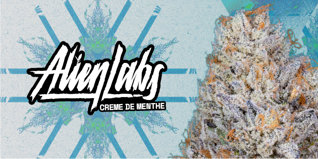 Evergreen OC tweet media