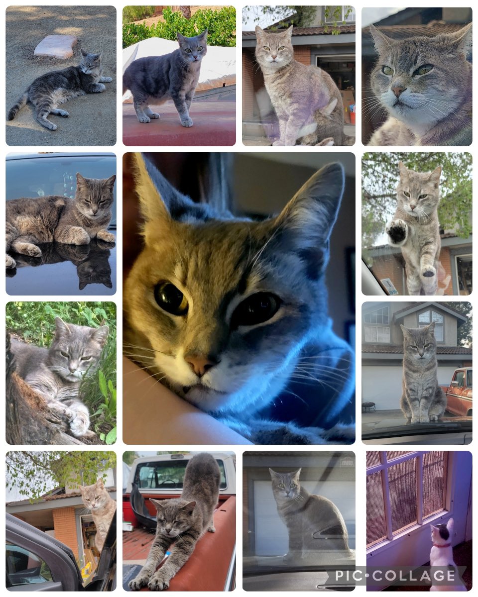 gumiiveira ⋮ vtuber .ᐟ 🧠🧪 tweet media