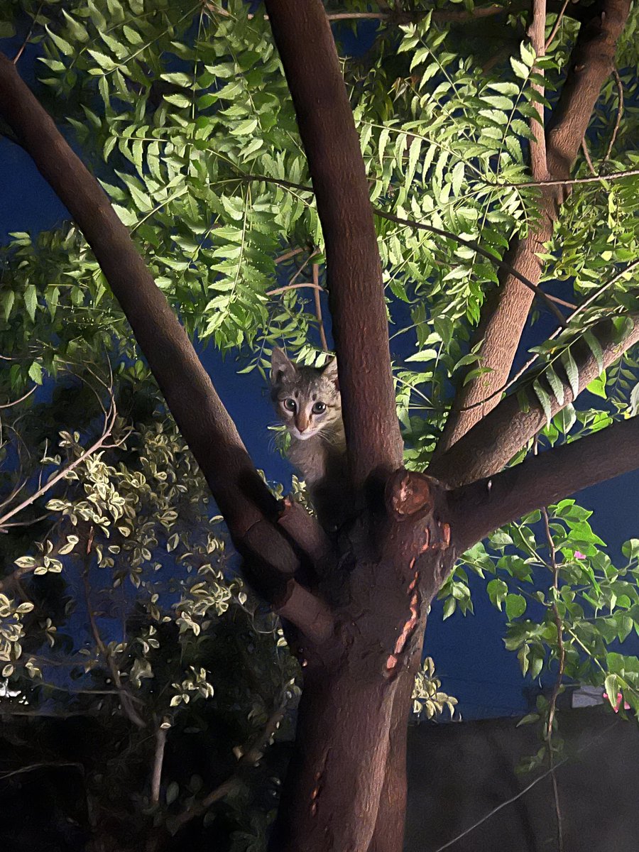 Chaudhry tweet media