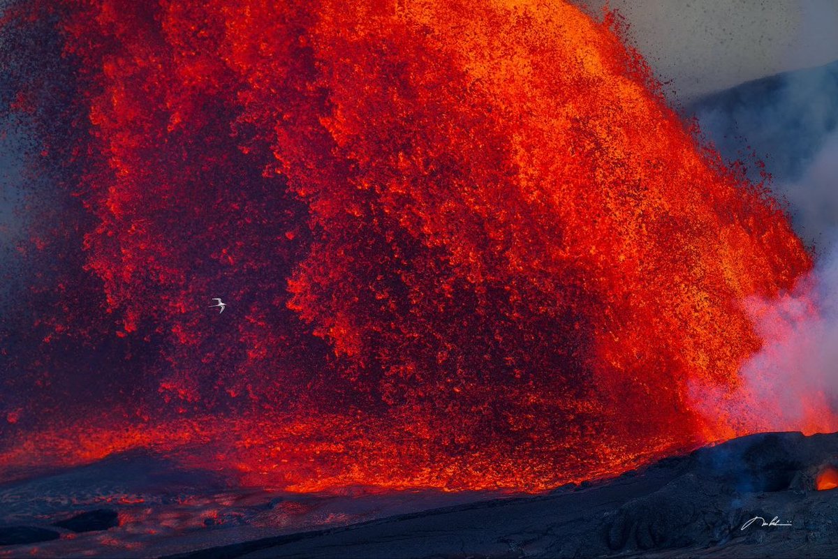 Attila 🌋🕊 tweet media