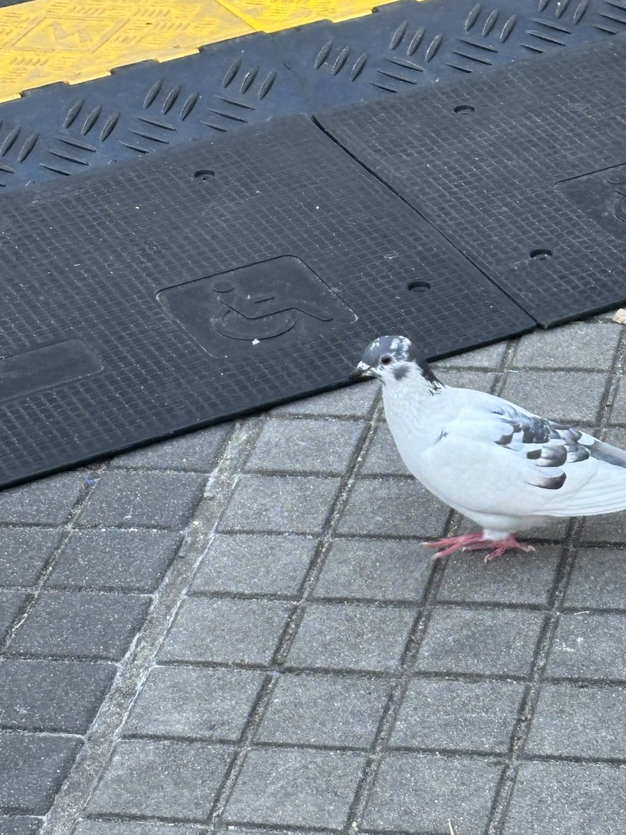 なのなの⚓️🍃😈🍑🥟 tweet media