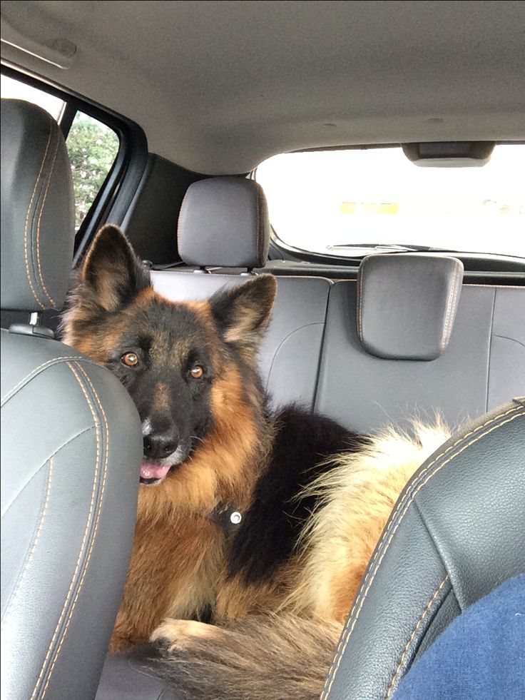 GSD Lovers Club tweet media