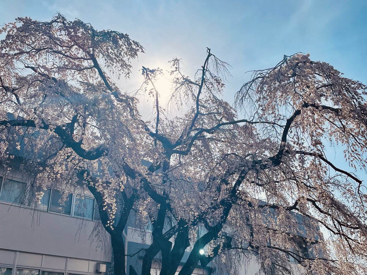 aueokesinkan's tweet photo. 新入生の皆さん、ご入学おめでとうございます！！！
愛知教育大学管弦楽団(通称:愛教オケ)です！！
私達は年2回の定期演奏会を中心に様々な活動を行っています！！学内では入学式(吹奏楽団さんと交互)、卒業式、保護者懇談会、子まつりなどの場で演奏させていただいています！ https://t.co/qFCM9rkewD