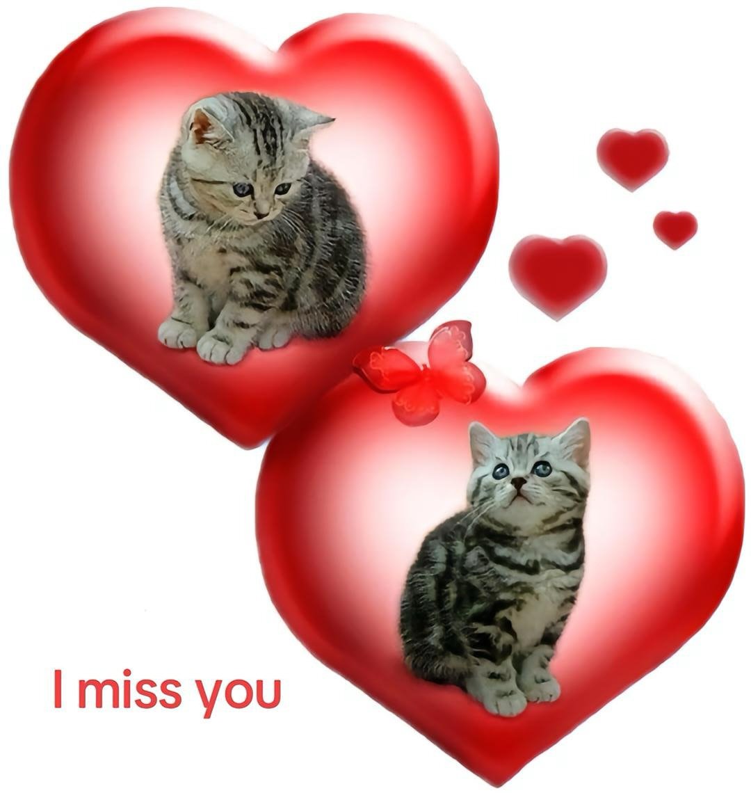 daily cats ♡ tweet media