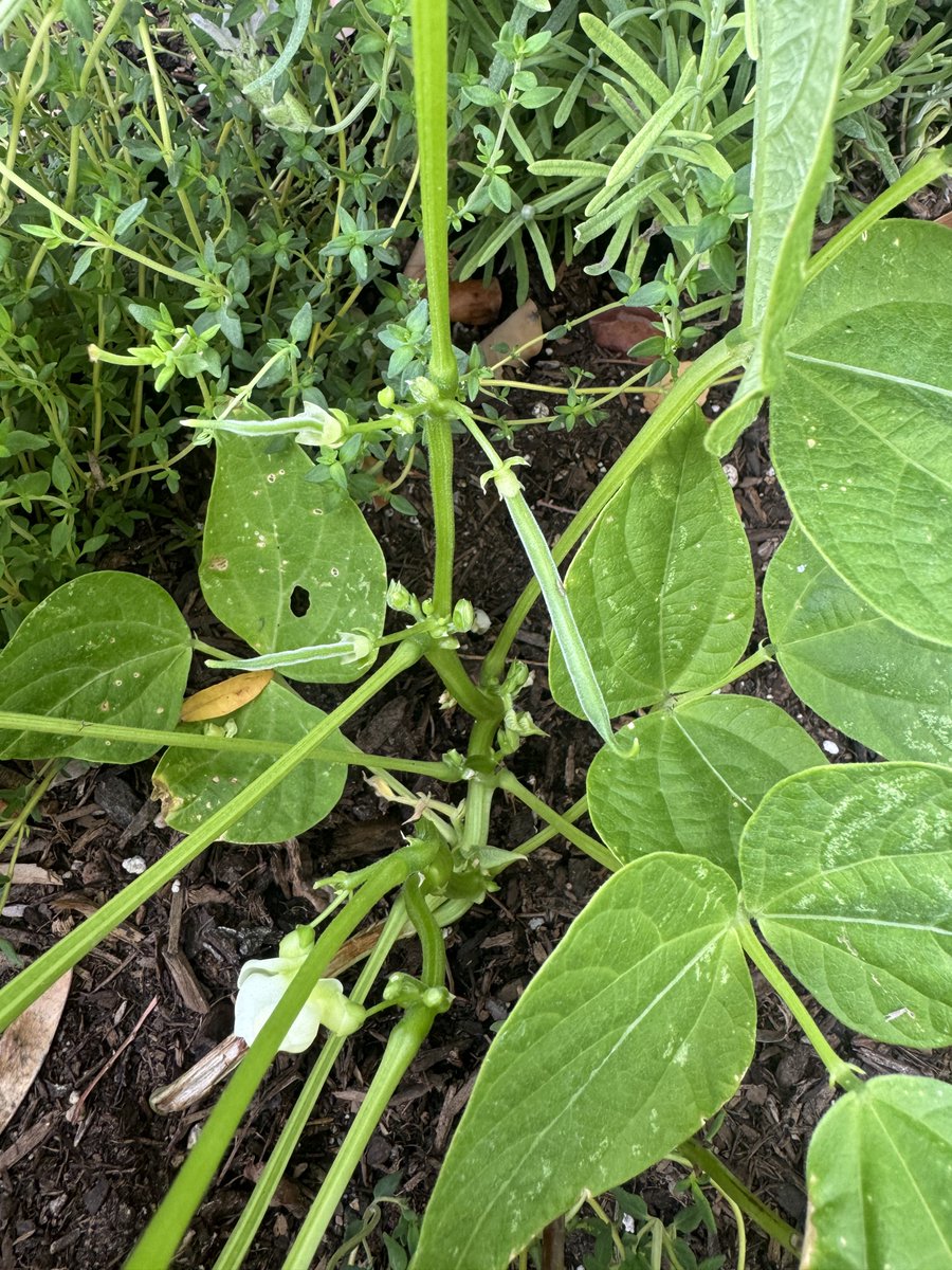 Lexi Luv tweet media