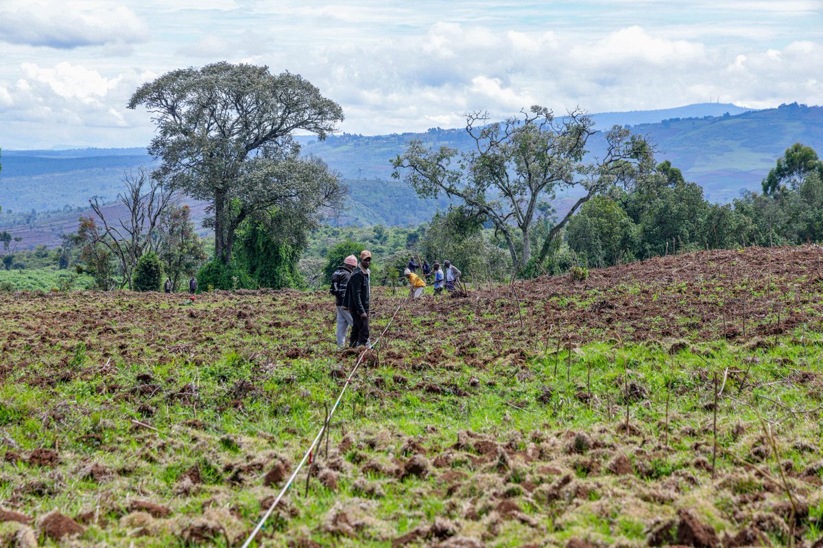 MauForestComplex_iclip tweet media