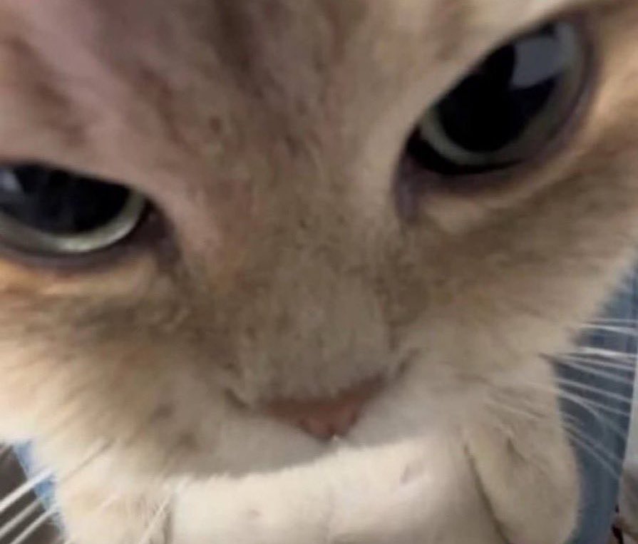 がおー【TzMG】🐺 tweet media