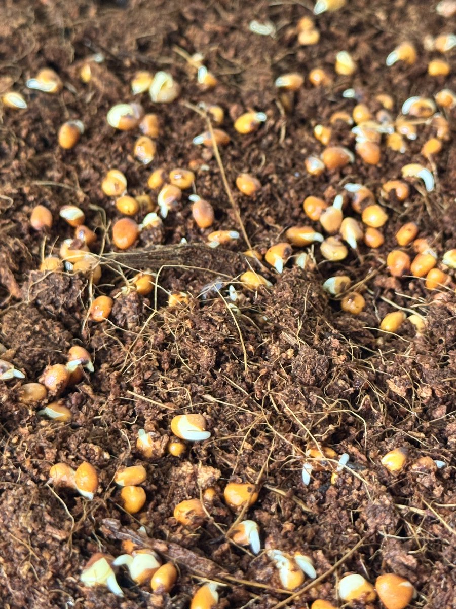 steppe0wl tweet media