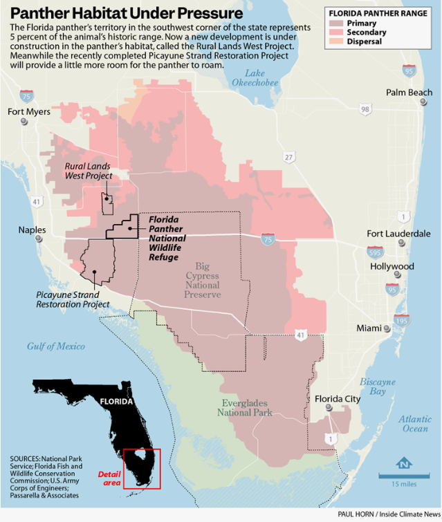 Florida panthers are seriously threatened by habitat loss and fragmentation, and they're listed as Endangered under the US Endangered Species Act (ESA). Sadly, plans for new urban development in southwest Fl would lead to the loss of the 5000 acres of remaining panther habitat.