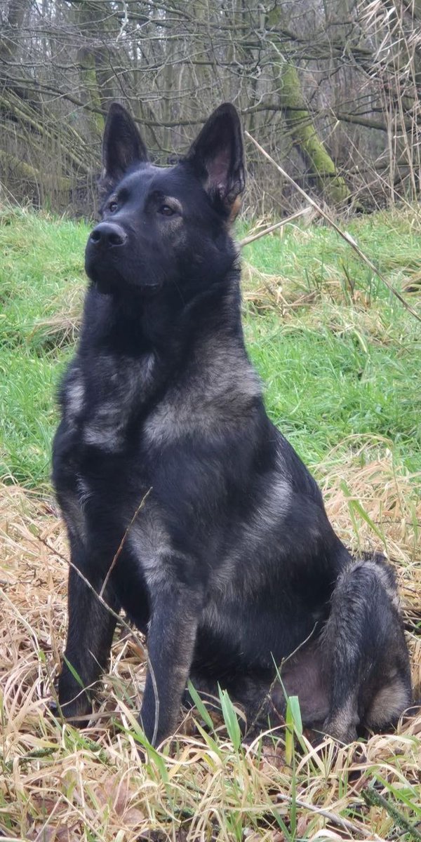 GSD Lovers Club tweet media