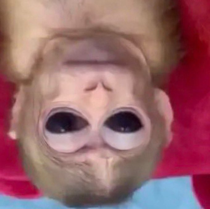 dente canino da patixa teló tweet media