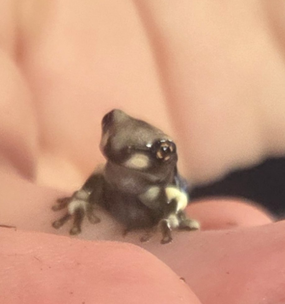 Rust 🐸🏳️‍⚧️ tweet media