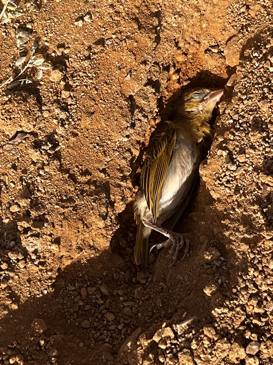 هَصُور tweet media