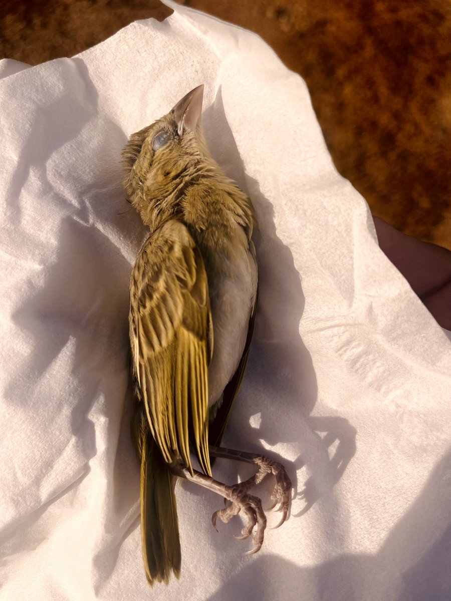 هَصُور tweet media