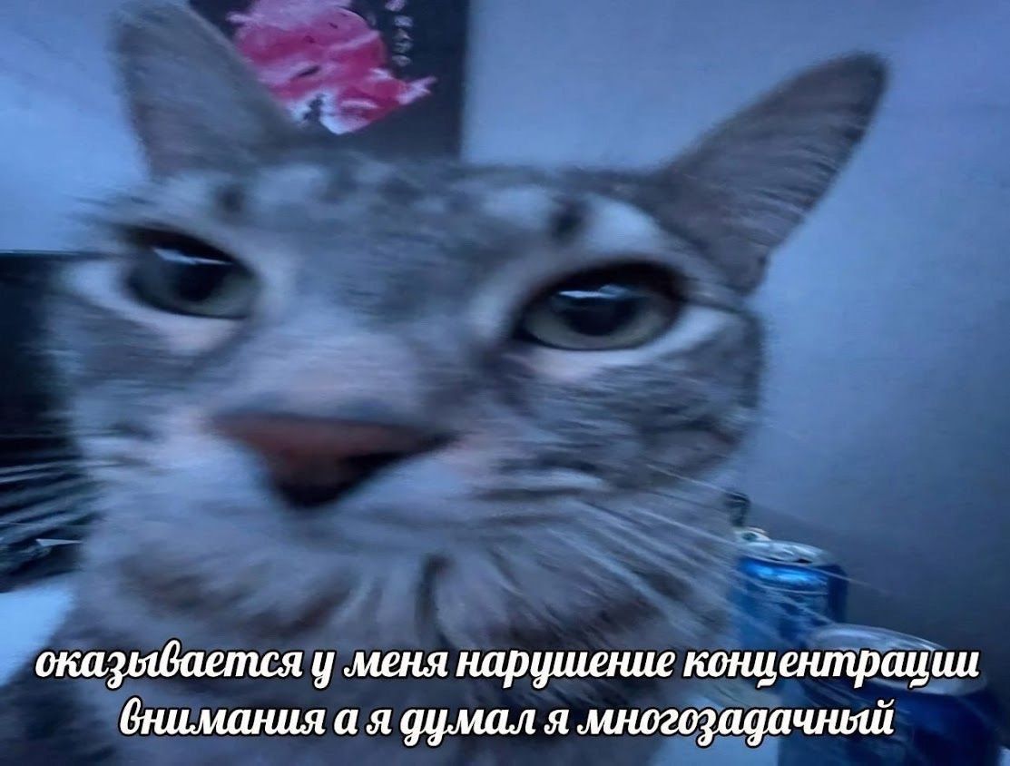 cats, i love cats tweet media