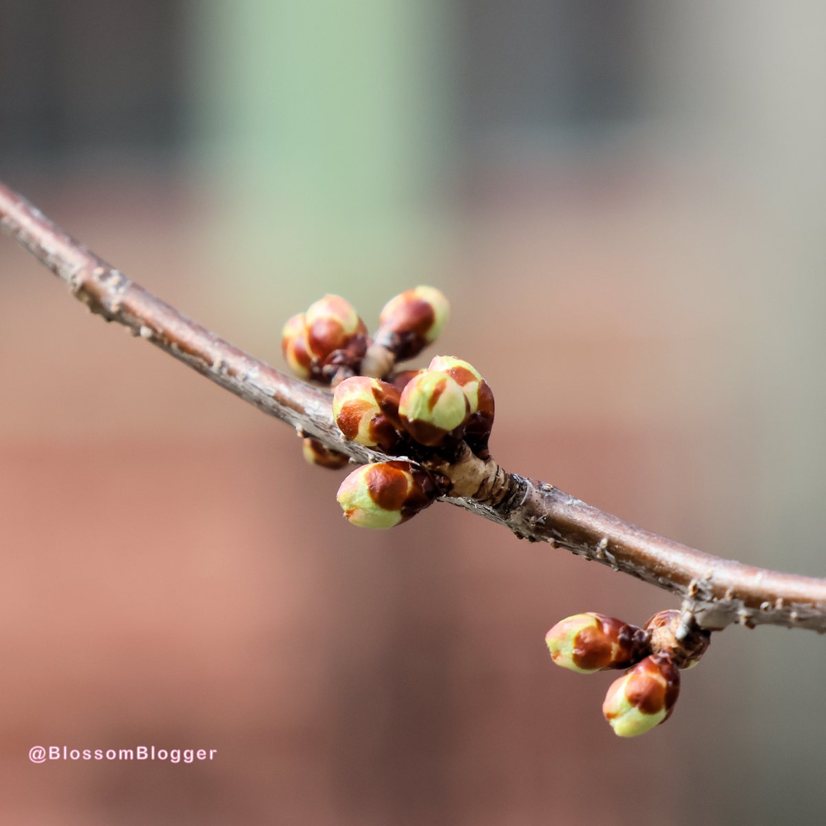 Bart Connors Szczarba tweet media