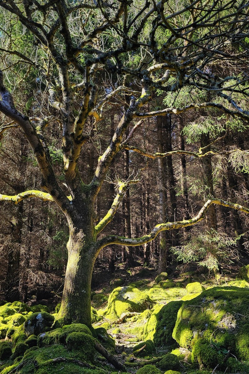 pocketireland's tweet photo. 1 YEAR AGO FLASHBACK: Treelight. I shared this one whole year ago. Time just flies when there’s so much to explore in Ireland!

#photography #EastCoastKin #Ireland #WildIreland #NatureLovers #ForestBathing #Mossy #Woodland #GreenIsland #GreenVibes #IrishNature https://t.co/ZCpQmQfVR6