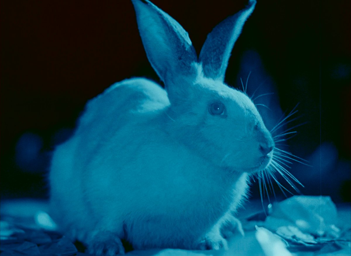 𝐂𝐢𝐧𝐞𝐦𝐚 𝐨𝐟 𝐭𝐡𝐞 𝐔𝐧𝐬𝐞𝐭𝐭𝐥𝐢𝐧𝐠 tweet media