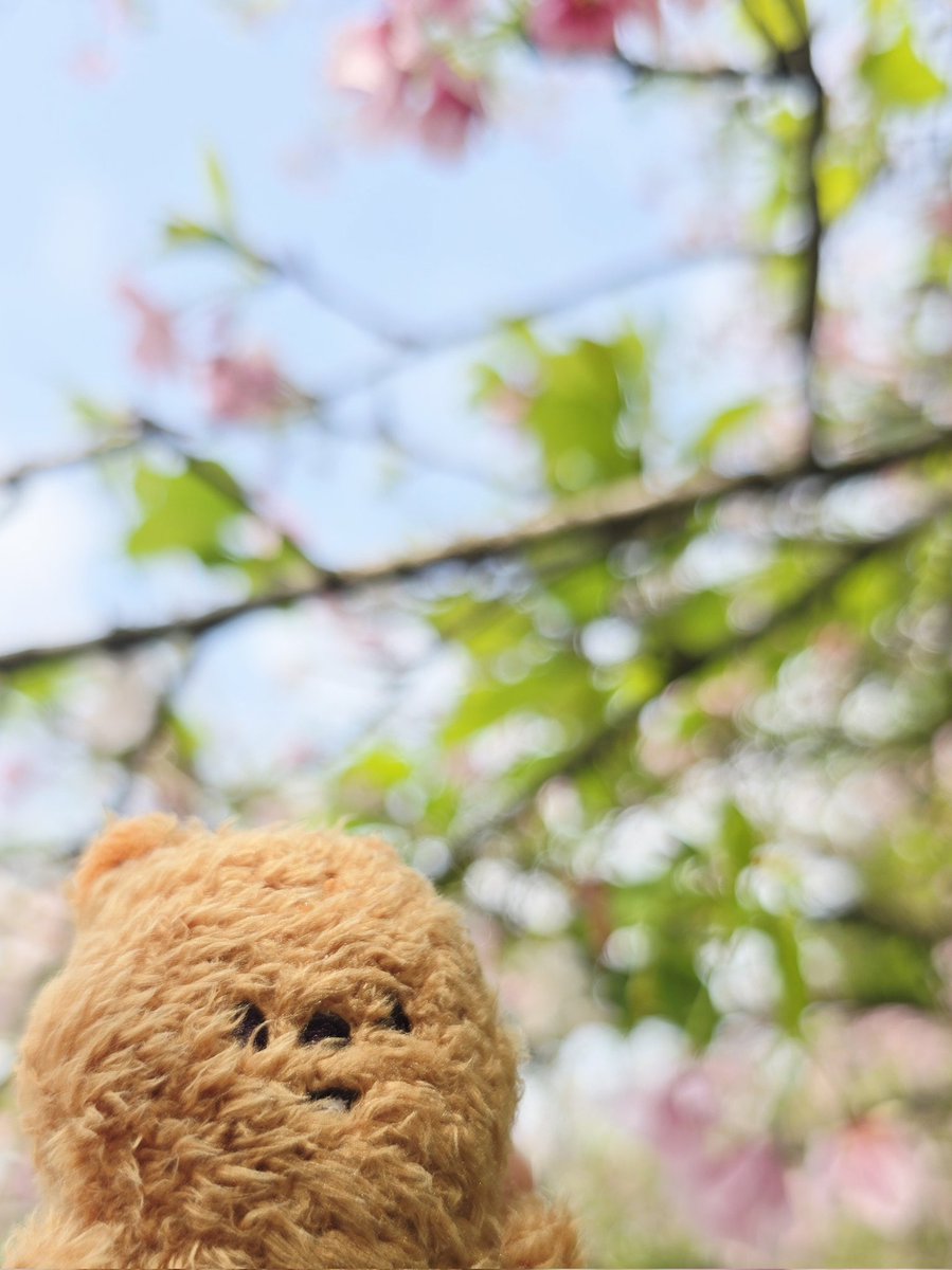 akai0806's tweet photo. 🐿☺️🤎
#hanquokka 

#AprilFoolsDay https://t.co/H8ulFpp7Rh