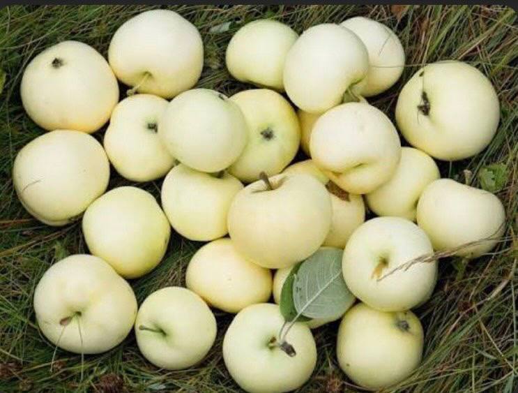 Кур'єр LOKO tweet media