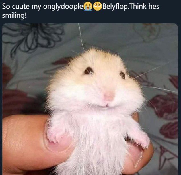 pica el poncho tweet media