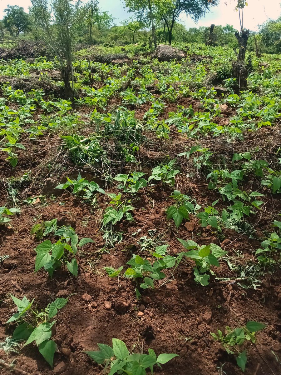 Stephanie's future Dad tweet media