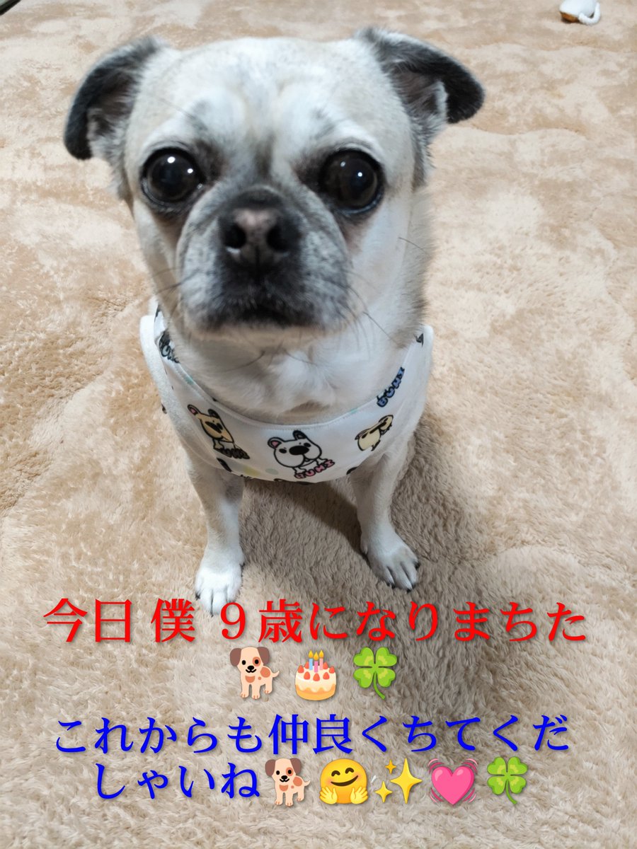 京虎LOVE❤理恵ママ🐷｢京たん♡4月1日に９歳になりました🎀｣ tweet media