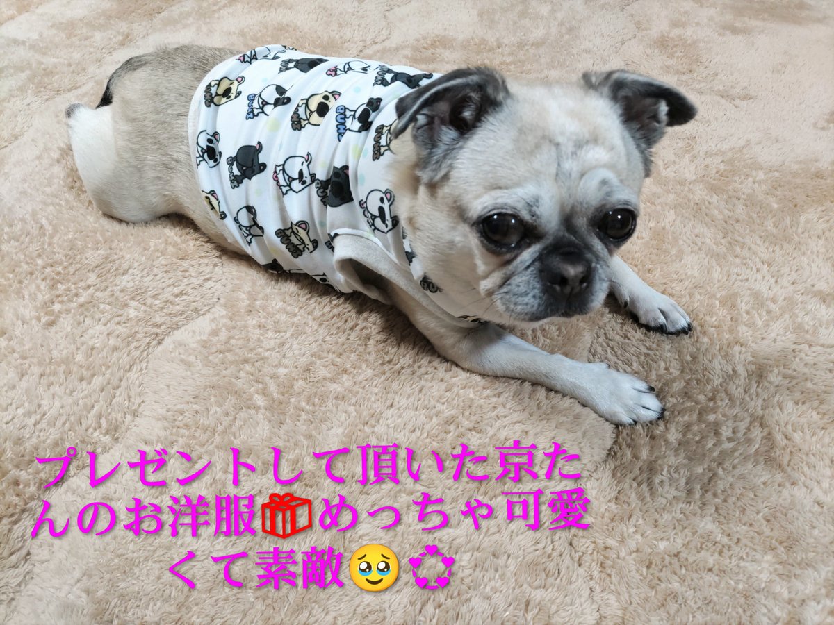 京虎LOVE❤理恵ママ🐷｢京たん♡4月1日に９歳になりました🎀｣ tweet media