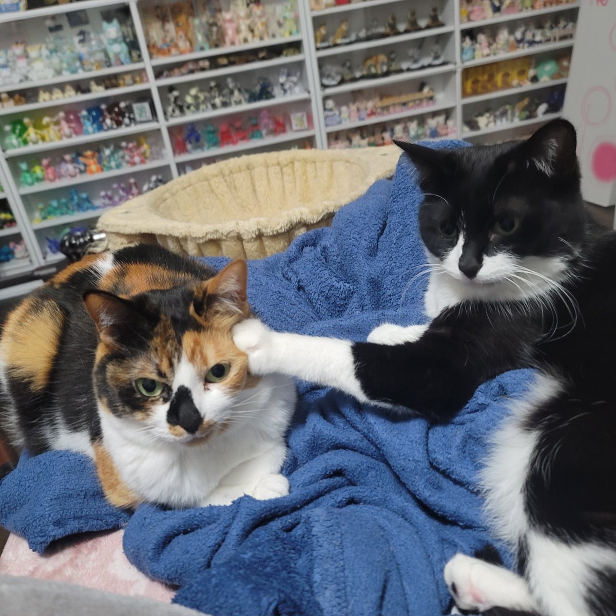 さかもとだったなにか tweet media