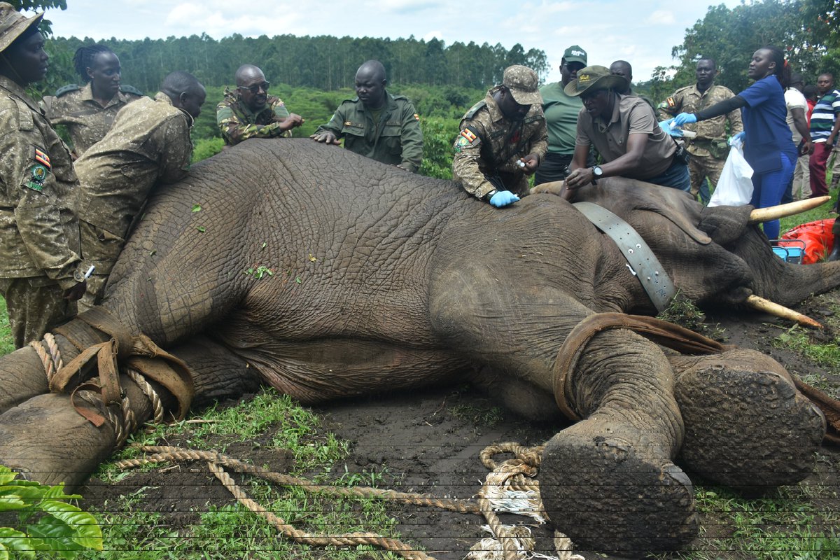 Uganda Wildlife Authority tweet media