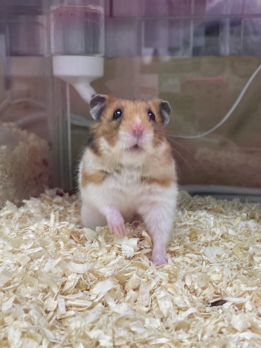 せんぱい🐹 tweet media