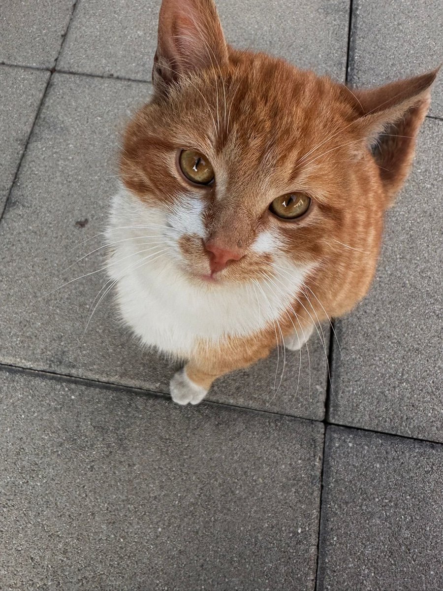 🐈‍⬛ tweet media