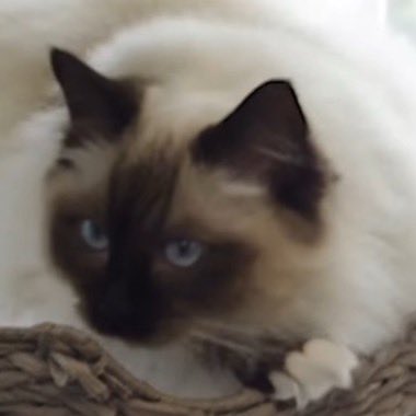 「 ✦ jaz ✦ 」 tweet media