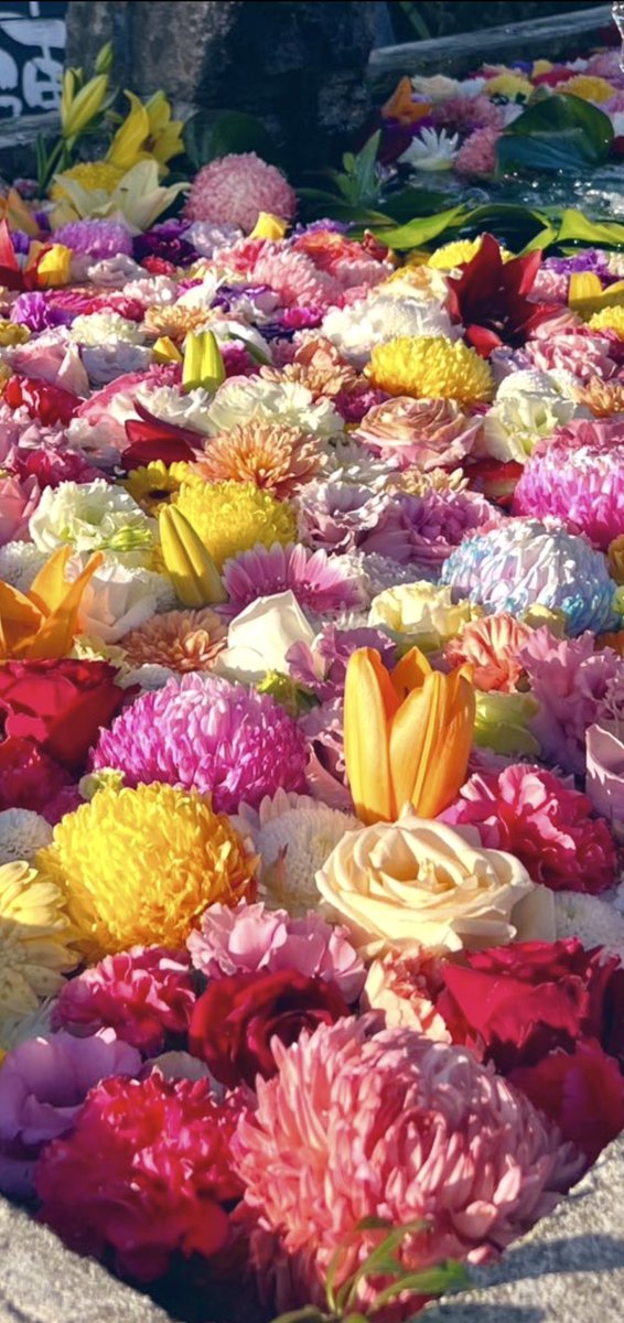 きっかどう（kiccado） tweet media